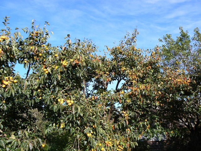 P1020627-1920.jpg