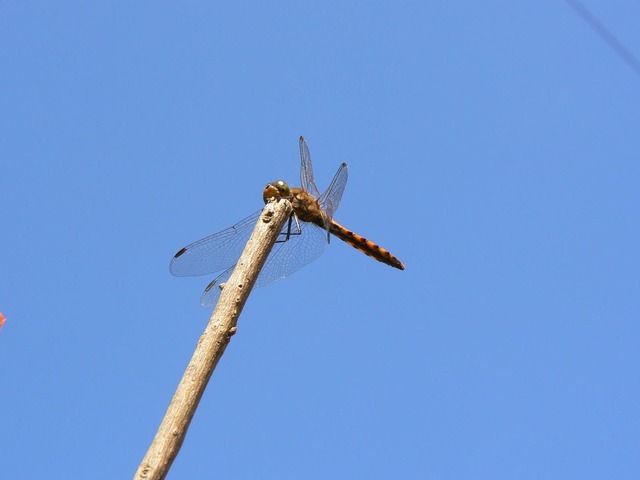 P1020677-1600.jpg