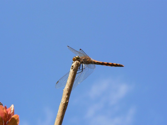 P1020678-1600.jpg
