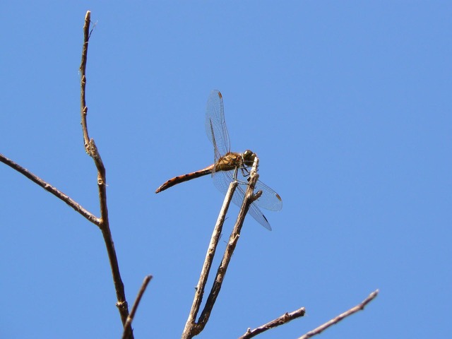 P1020679-1600.jpg