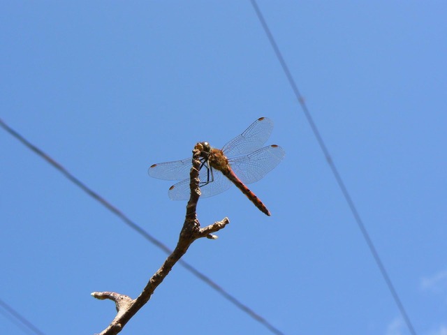 P1020681-1600.jpg