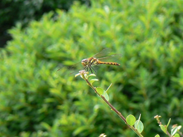 P1040605-1920.jpg
