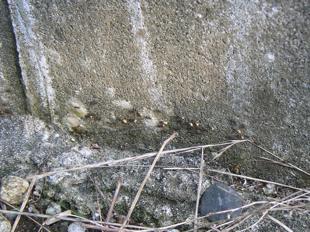 P1040607-1920.jpg