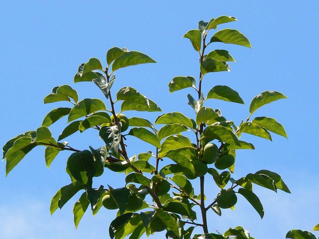 P1040721-1600.jpg