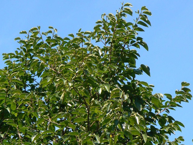 P1040722-1600.jpg