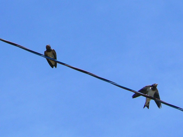 P1040725-1600.jpg