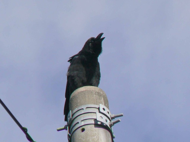 P1090152-2048.jpg