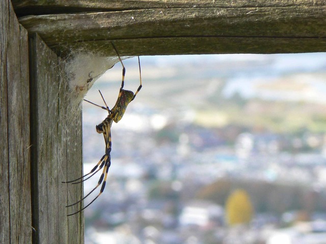 P1090243-2048.jpg