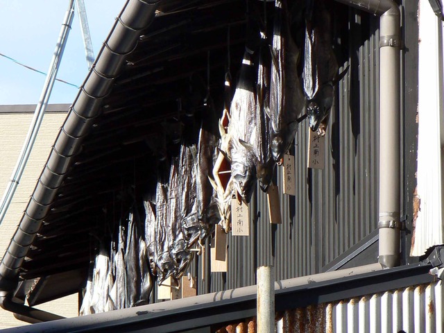 P1090781-2048.jpg