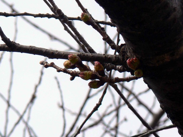 P1110734-2048.jpg